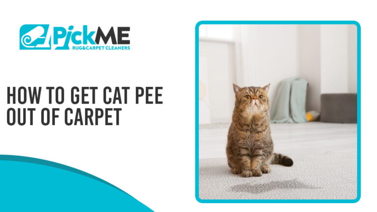 How To Get Cat Pee Out Of Carpet